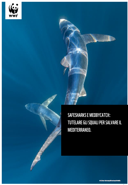 SafeSharks e Medbycatch: tutelare gli squali per salvare il Mediterraneo, Report WWF Italia 2022
